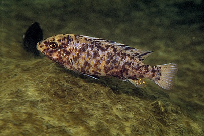 Labeotropheus trewavasae 'Chidunga Rocks'